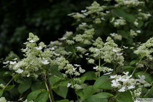 Hydrangea paniculata Prime White Dolphin    